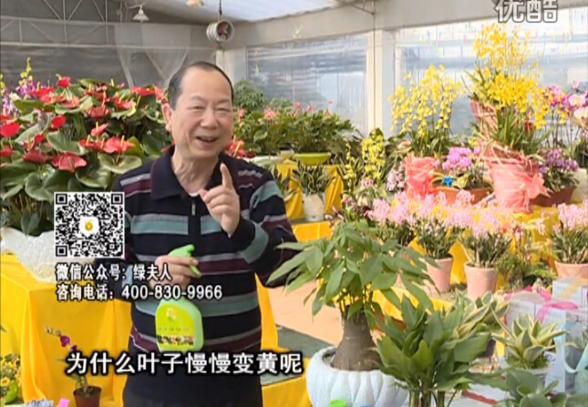20160307珠江臺(tái)搖錢(qián)樹(shù)：陰生植物也不好種，黃葉多長(zhǎng)勢(shì)弱？用綠夫人來(lái)呵護(hù)