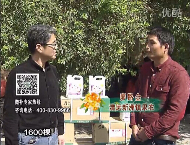 20160314珠江臺(tái)搖錢(qián)樹(shù)：柑橘用微補(bǔ)方案，保樹(shù)有收益
