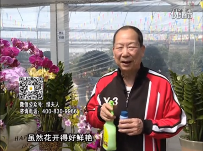 20160314珠江臺(tái)搖錢(qián)樹(shù)：家種鮮花、鮮切花，用綠夫人600度鮮花液?；ㄆG、花期長(zhǎng)