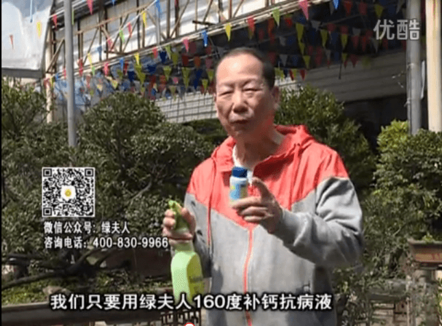 ?20160321珠江臺(tái)搖錢(qián)樹(shù)：盆栽花卉用綠夫人160度補(bǔ)鈣抗病液，低溫陰雨天長(zhǎng)勢(shì)壯、抗病好