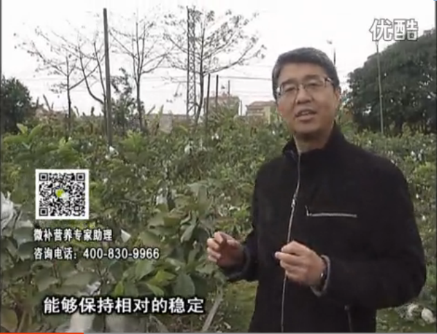 20160328珠江臺搖錢樹：番石榴淋沖微補(bǔ)根力鈣+微補(bǔ)精力，凍后恢復(fù)長勢、促進(jìn)開花坐果