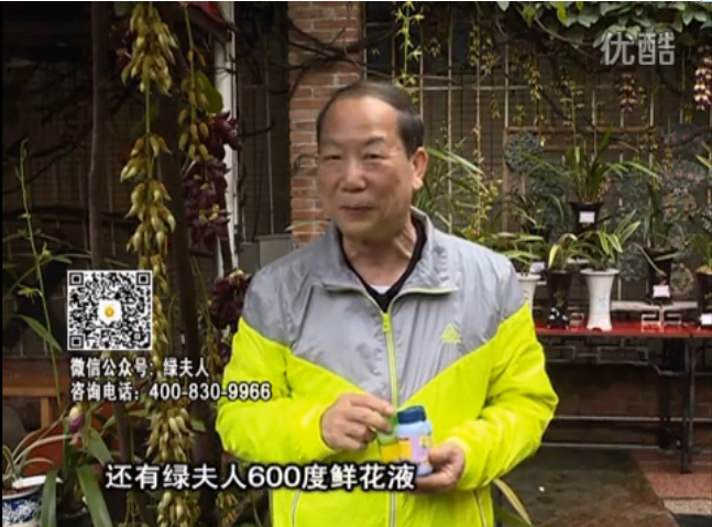 20160404珠江臺(tái)搖錢(qián)樹(shù)：養(yǎng)禾雀花等盆栽，用綠夫人營(yíng)養(yǎng)液養(yǎng)得好又增色