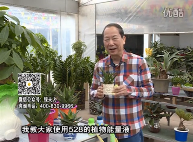 20160425珠江臺(tái)搖錢(qián)樹(shù)：室內(nèi)綠植用綠夫人營(yíng)養(yǎng)液，補(bǔ)充營(yíng)養(yǎng)健康又環(huán)保