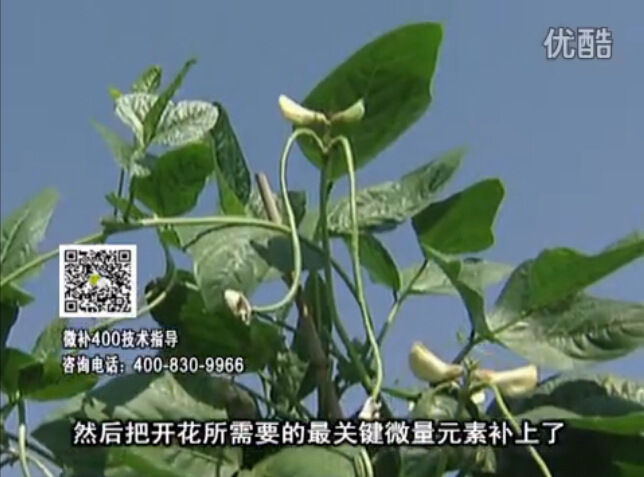 20160502珠江臺(tái)搖錢(qián)樹(shù)：雨水天多蔬菜香蕉長(zhǎng)勢(shì)差沒(méi)產(chǎn)量？撒微補(bǔ)倍力促根壯長(zhǎng)勢(shì)