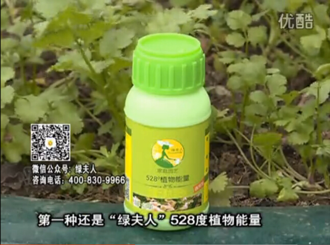 20160502珠江臺(tái)搖錢(qián)樹(shù)：家庭小院種蔬菜，用綠夫人營(yíng)養(yǎng)液長(zhǎng)勢(shì)好