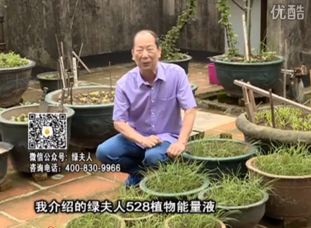 20160509珠江臺(tái)搖錢(qián)樹(shù)：天臺(tái)種葉菜用綠夫人營(yíng)養(yǎng)液，抗病好、長(zhǎng)勢(shì)綠