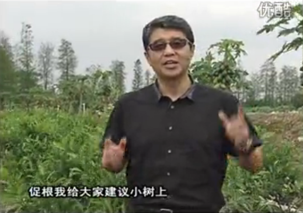 20160509珠江臺(tái)搖錢(qián)樹(shù)：柑橘淋微補(bǔ)根力鈣+精力，噴微補(bǔ)葉面肥，保樹(shù)分果好