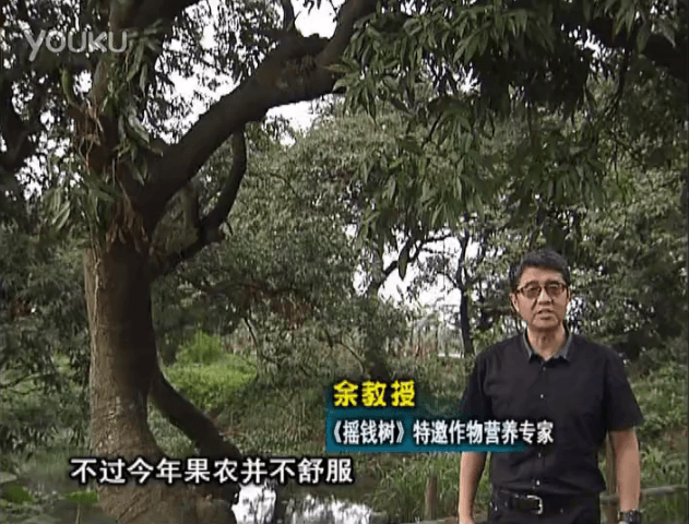 20160523珠江臺搖錢樹：荔枝龍眼用微補(bǔ)方案，膨果好、果硬有品質(zhì)，保樹綠