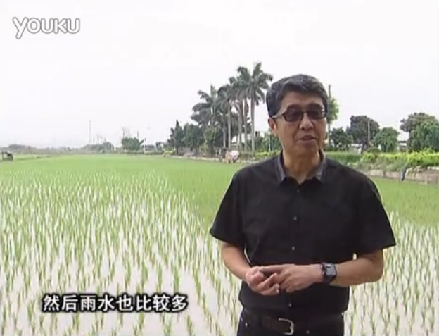 20160530珠江臺搖錢樹：水稻、甘蔗用微補方案，促根壯長勢，提高收益