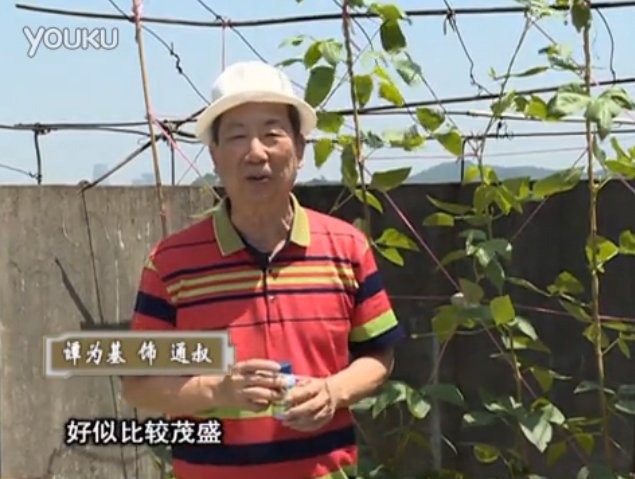20160530珠江臺(tái)搖錢(qián)樹(shù)：天臺(tái)種豆角用綠夫人160度補(bǔ)鈣抗病液，長(zhǎng)勢(shì)壯，幫助開(kāi)花坐果