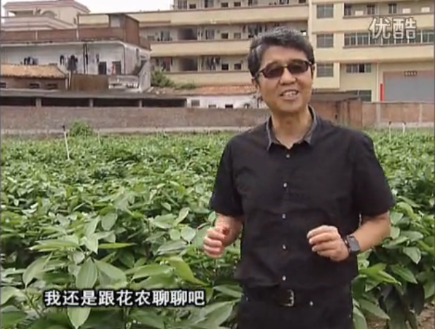 20160606珠江臺搖錢樹：觀葉植物用微補方案，壯根提長、保葉抗病好！