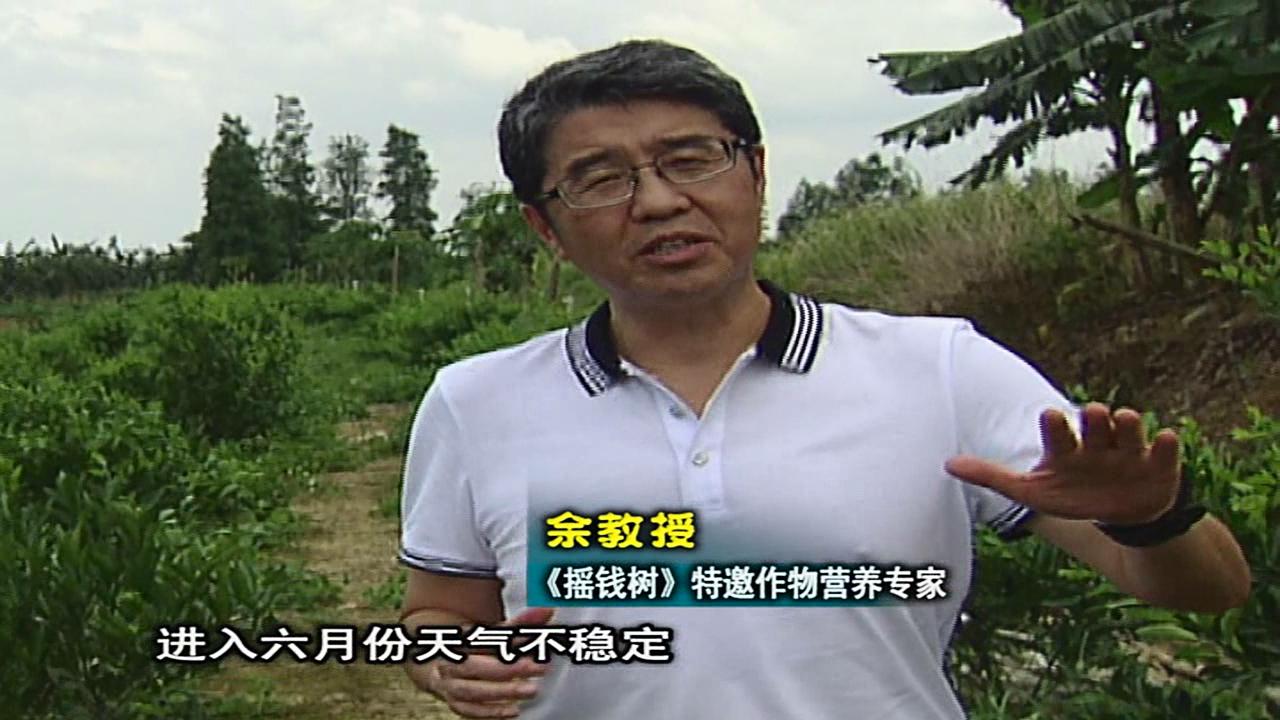 20160613珠江臺(tái)搖錢(qián)樹(shù)：柑橘噴微補(bǔ)蓋力、淋根力鈣，補(bǔ)鈣減少裂果、太陽(yáng)果、果更硬