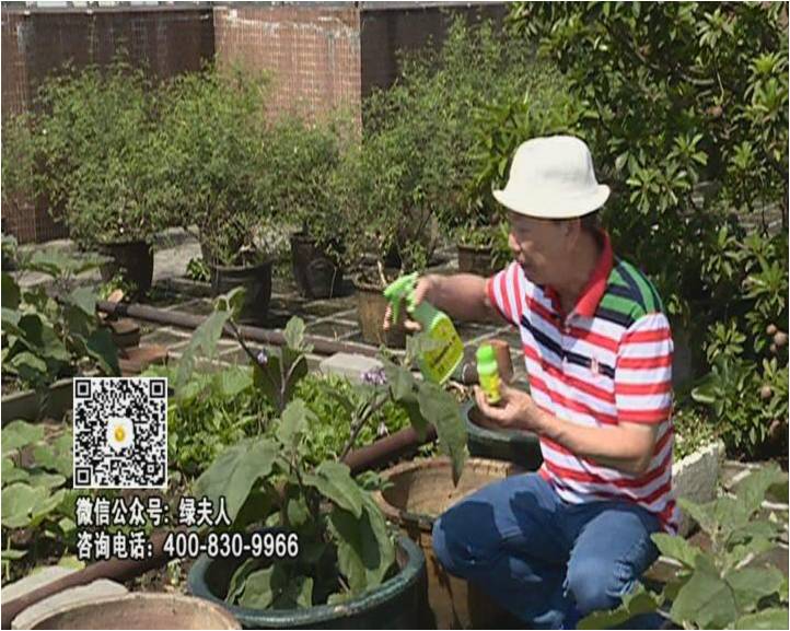 20160613珠江臺搖錢樹：天臺種茄瓜用綠夫人，長勢靚，開花結果好
