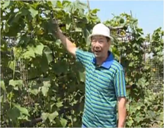20160620珠江臺搖錢樹：天臺蔬菜用綠夫人營養(yǎng)液，開花坐果好