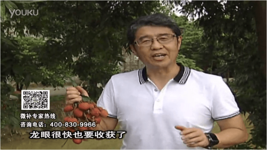 20160627珠江臺搖錢樹：荔枝轉(zhuǎn)色葉噴微補(bǔ)紅果力+蓋力，補(bǔ)充磷鉀鈣，著色增甜果硬