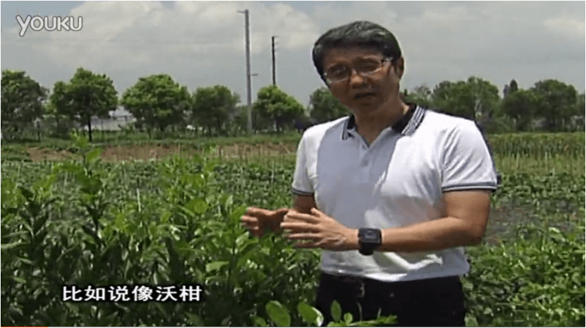 20160627珠江臺(tái)搖錢(qián)樹(shù)：柑橘減少黃葉花葉，淋微補(bǔ)根力鈣+沖力鎂、噴微補(bǔ)碧力