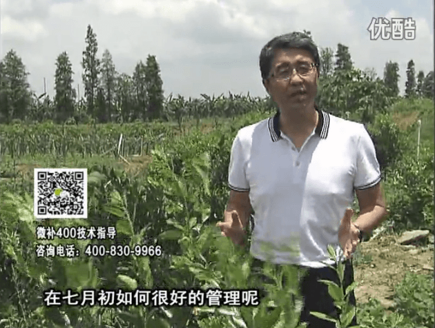 20160704珠江臺(tái)搖錢(qián)樹(shù)：柑橘淋微補(bǔ)根力鈣+沖力鎂+全力，秋梢整齊健壯、梢果同長(zhǎng)