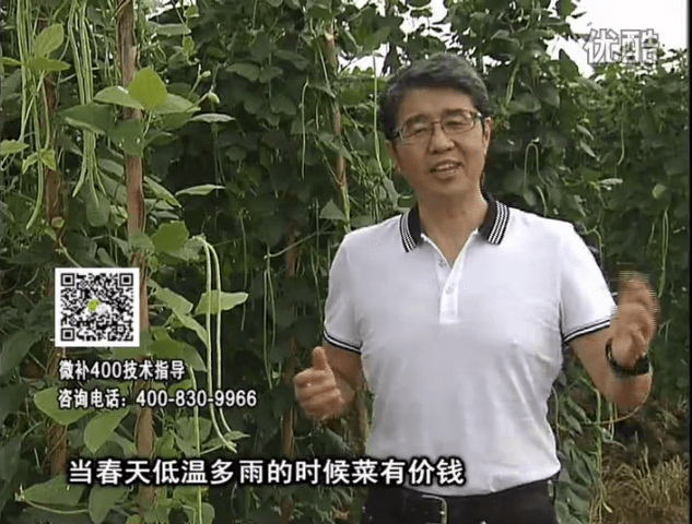 20160704珠江臺(tái)搖錢(qián)樹(shù)：蔬菜用微補(bǔ)方案，省肥藥又保產(chǎn)