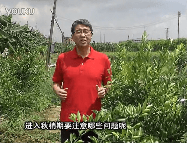 20160711珠江臺(tái)搖錢(qián)樹(shù)：預(yù)防柑橘秋梢發(fā)黃、不轉(zhuǎn)綠，用微補(bǔ)秋梢肥方案