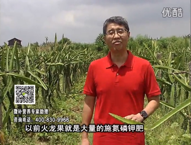 20160711珠江臺搖錢樹：火龍果用微補(bǔ)方案，開花坐果好，果實(shí)膨大品質(zhì)高