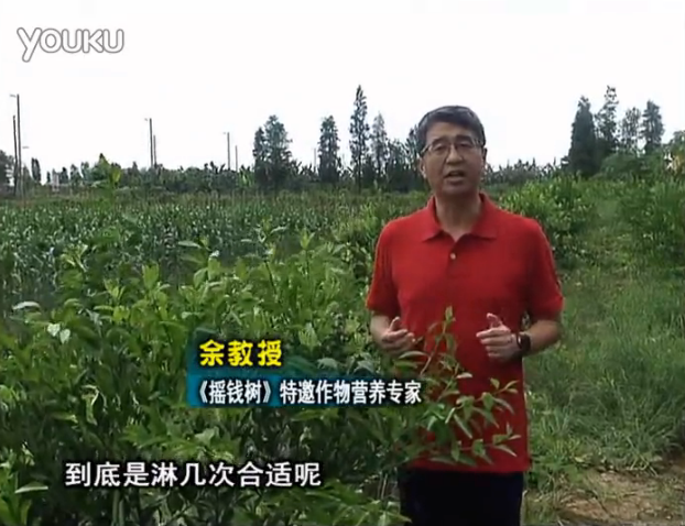 20160718珠江臺(tái)搖錢(qián)樹(shù)：柑橘放新梢怎么淋水肥好？2次微補(bǔ)秋梢整齊健壯