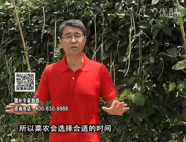 20160718珠江臺(tái)搖錢(qián)樹(shù)：瓜果蔬菜用微補(bǔ)水肥方案，結(jié)果多、有產(chǎn)量