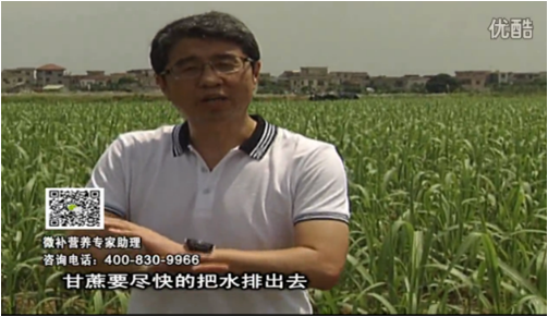 20160620珠江臺搖錢樹：甘蔗雨多漚根？淋微補根力鈣+精力、噴果力+壯力，促根壯長、甘蔗起灰好