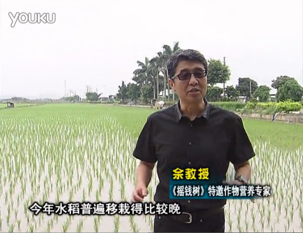 20160530珠江臺搖錢樹：水稻撒微補倍力、噴苗力，返青分蘗好，產量高