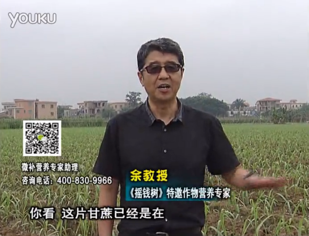 20160530珠江臺搖錢樹：甘蔗促根壯苗長勢好，淋沖微補根力鈣+精力、撒倍力