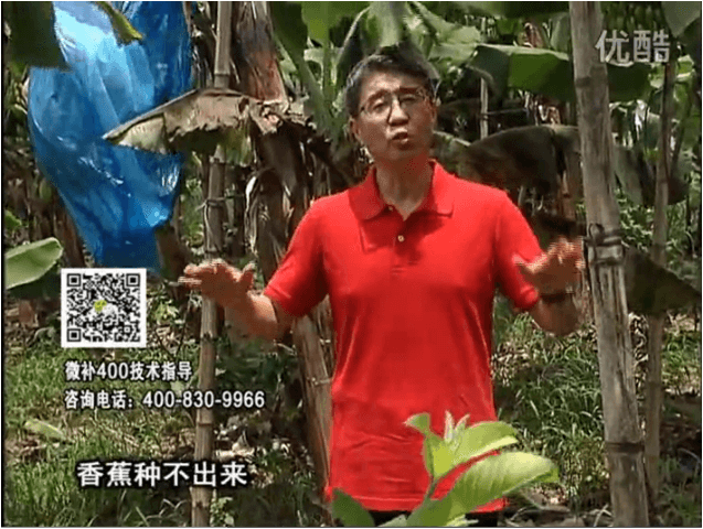 20160725珠江臺搖錢樹：香蕉用微補(bǔ)方案，調(diào)酸防黃化、膨果壯蕉好
