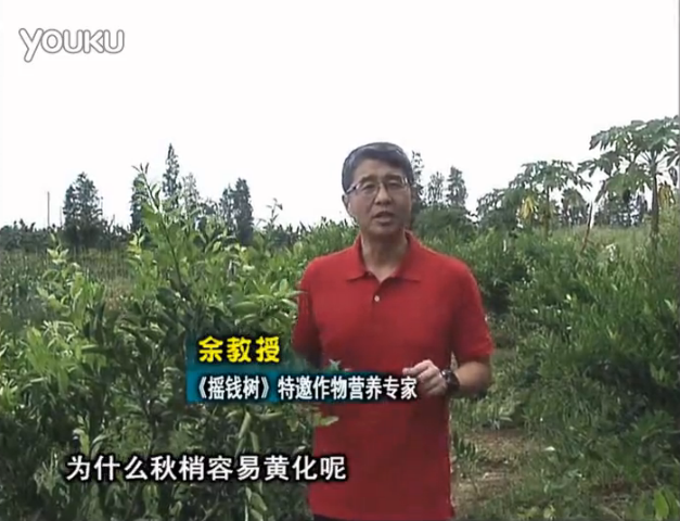 20160725珠江臺(tái)搖錢(qián)樹(shù)：柑橘淋微補(bǔ)調(diào)力，調(diào)酸預(yù)防秋梢黃化、促進(jìn)果實(shí)膨大