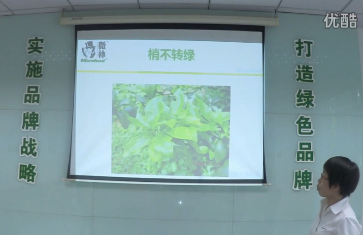 柑橘-預(yù)防秋梢黃、梢不出，如何放梢保樹好？微補(bǔ)講座
