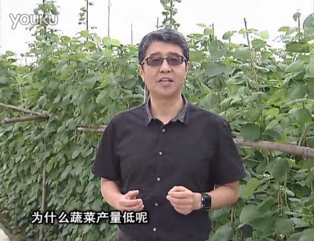 20160502珠江臺(tái)搖錢(qián)樹(shù)：雨水天多蔬菜漚根沒(méi)產(chǎn)怎么辦？撒微補(bǔ)倍力，噴花力+果力，提高坐果產(chǎn)量