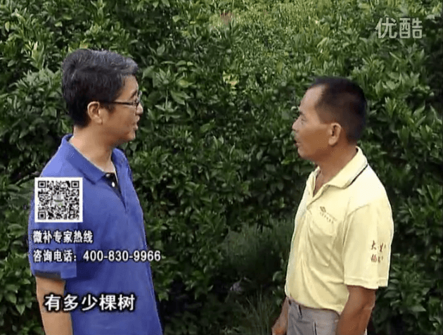 20160801珠江臺(tái)搖錢(qián)樹(shù)：柑橘連續(xù)7年用微補(bǔ)方案，保樹(shù)青綠每年增產(chǎn)30%