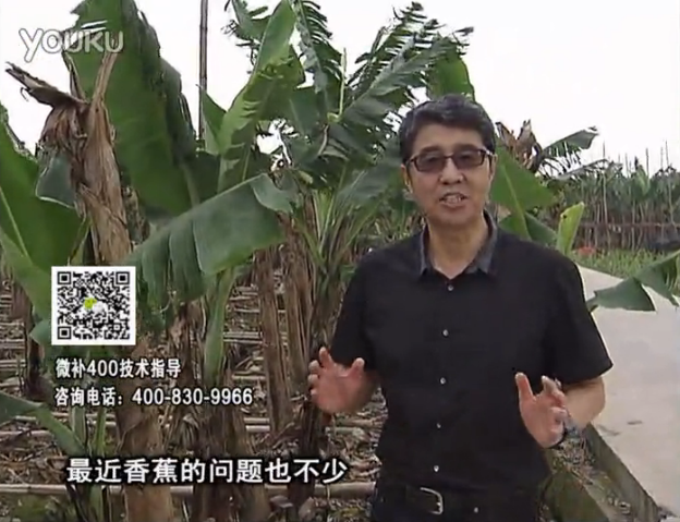 20160502珠江臺搖錢樹：香蕉撒微補(bǔ)倍力、噴果力+碧力，促根保葉、長勢快