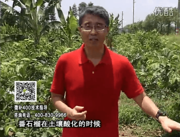 20160808珠江臺搖錢樹：番石榴用微補(bǔ)方案，保葉膨果、增產(chǎn)品質(zhì)高