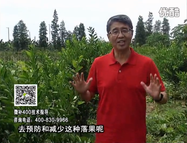 20160808珠江臺(tái)搖錢(qián)樹(shù)：柑橘噴微補(bǔ)碧力+壯力或蓋力，預(yù)防減少缺鎂落果，果硬膨大好