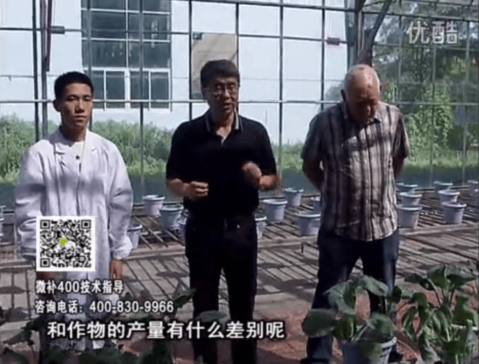 20160829珠江臺搖錢樹：微補溫室實驗：大量元素水溶肥pk添加中微量元素的差距！