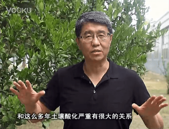 20160905珠江臺(tái)搖錢(qián)樹(shù)：柑橘秋風(fēng)一吹就黃，調(diào)酸淋沖微補(bǔ)調(diào)力是關(guān)鍵，同時(shí)保樹(shù)膨果