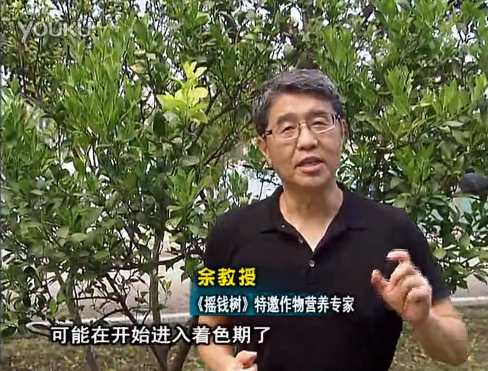 20160912珠江臺(tái)搖錢(qián)樹(shù)：柑橘用微補(bǔ)方案，果實(shí)著色好，提前促花、預(yù)防落果