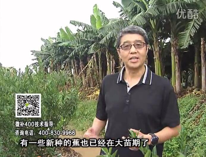 20160919珠江臺(tái)搖錢(qián)樹(shù)：香蕉淋微補(bǔ)根力鈣+沖力或撒倍力，噴果力+碧力，保葉膨蕉壯長(zhǎng)