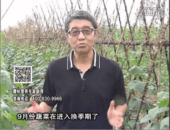 20160926珠江臺(tái)搖錢(qián)樹(shù)：換季蔬菜淋根力鈣精力促根壯長(zhǎng)，淋微補(bǔ)調(diào)力調(diào)酸減少病害