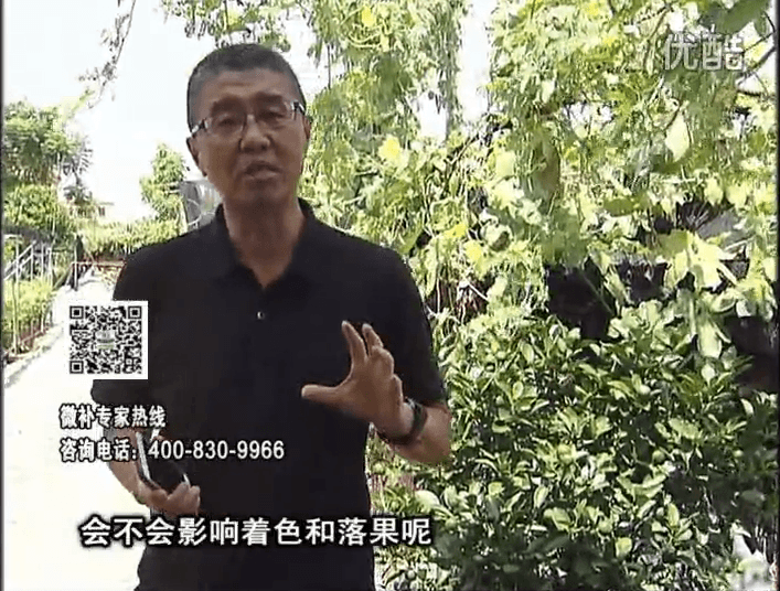 20161010珠江臺(tái)搖錢樹(shù)：柑橘葉噴微補(bǔ)花力+碧力，提前促花、減少梢葉黃
