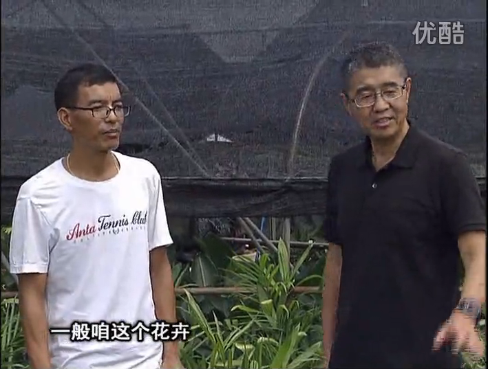 20161010珠江臺搖錢樹：盆栽花卉促根多，長勢青綠