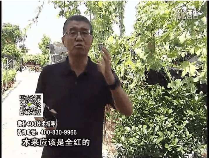 珠江臺(tái)搖錢樹(shù)：柑橘著色葉噴紅果力，著色均勻增甜增重
