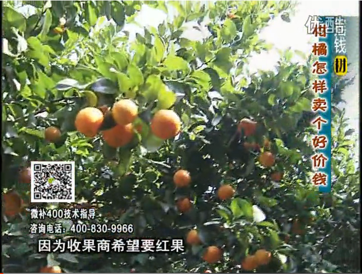 20161107珠江臺(tái)搖錢樹(shù)：柑橘噴施微補(bǔ)紅果力、蓋力，增甜增重賣價(jià)高