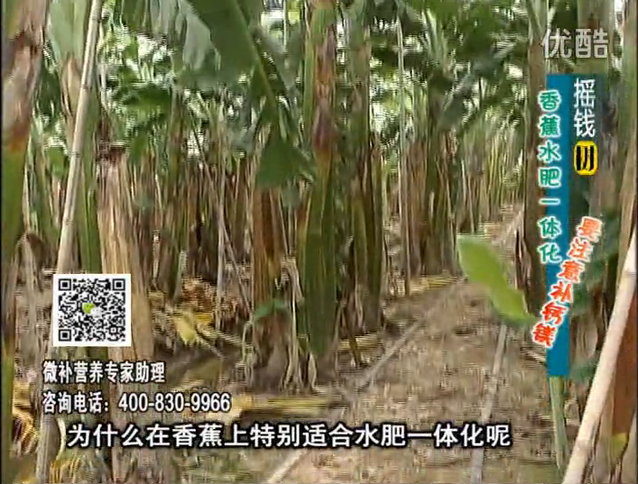 20161107珠江臺(tái)搖錢(qián)樹(shù)：香蕉水肥一體化，用微補(bǔ)方案科學(xué)施肥