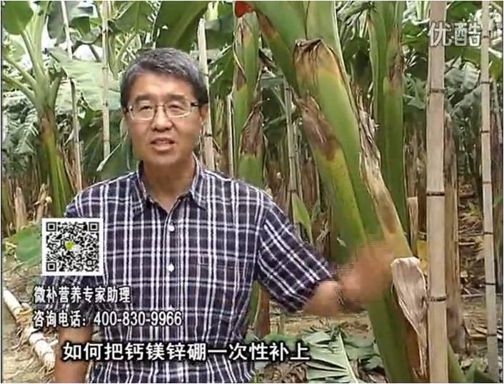 20161121珠江臺(tái)搖錢(qián)樹(shù)：香蕉撒施微補(bǔ)倍力，促根壯長(zhǎng)、預(yù)防黃葉、提高產(chǎn)量