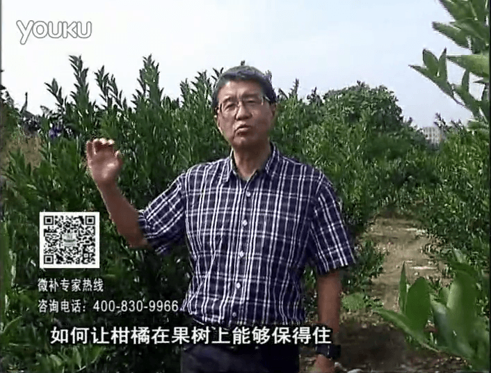 20161128珠江臺(tái)搖錢樹(shù)：柑橘噴微補(bǔ)蓋力、碧力，低溫抗凍，果掛得住，預(yù)防減少采前落果