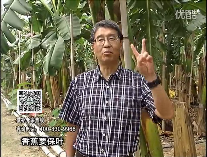 20161128珠江臺(tái)搖錢(qián)樹(shù)：香蕉用微補(bǔ)方案，預(yù)防減少黃葉、抽蕾膨蕉好